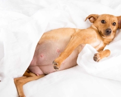 Faux grossesse chez les chiens: traitement, médicaments, recommandations de vétérinaires. Le danger de fausse grossesse chez les chiens