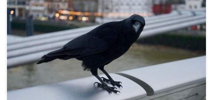 Black Crow sur le rebord de la fenêtre, à l'extérieur de la fenêtre