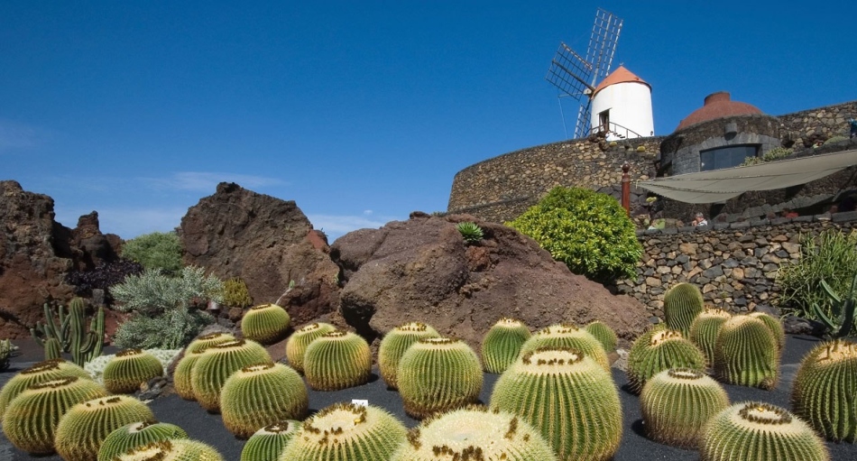 Lansarote Cactus Park, Canar, Spain