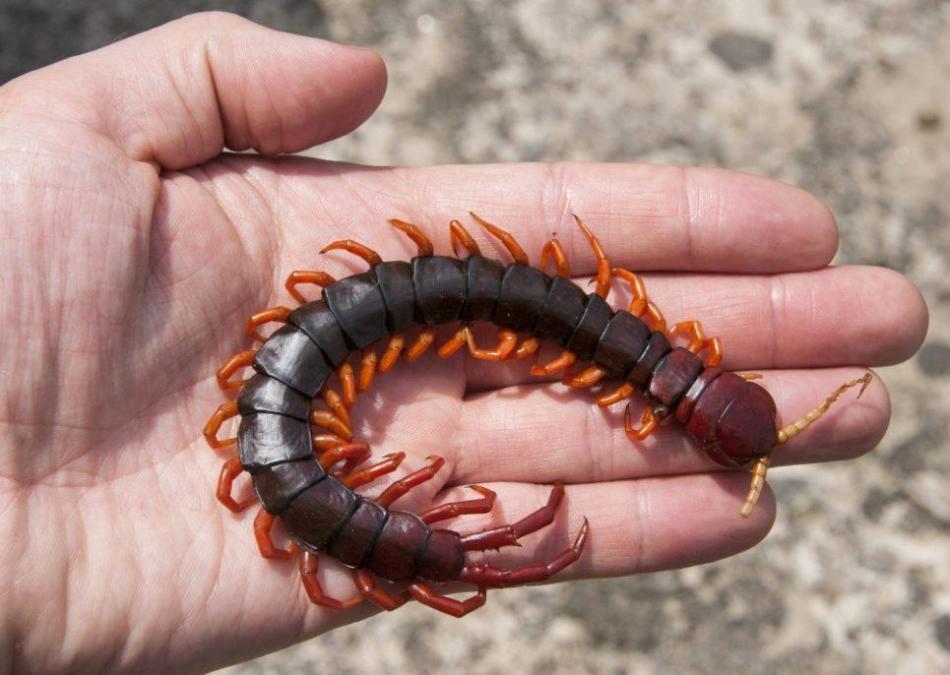 Crimean centipede