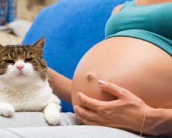 Εγκυμοσύνη μιας γυναίκας και μιας γάτας σε ένα διαμέρισμα, σπίτι: Μπορεί οι έγκυες γυναίκες να έχουν μια γάτα και να ζουν με μια γάτα;