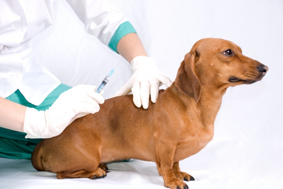 Норным собакам делают прививку от бешенства каждый год