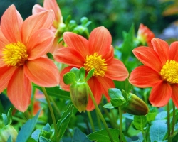 Annual dahlias “Funny guys” - growing flowers from seeds, landing, care, watering, top dressing, pinching, reproduction: description, tips. When to plant, sow the dahlias “Funny guys” for seedlings and in open ground: Dates. Dahlias 