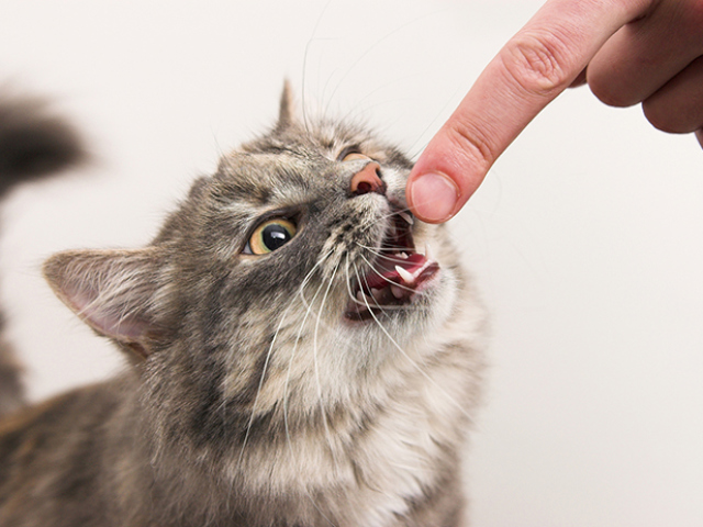 A Felinosis a macska karcolások betegsége felnőttek és gyermekek esetében: okok, kórokozó, tünetek, diagnózis, kezelés