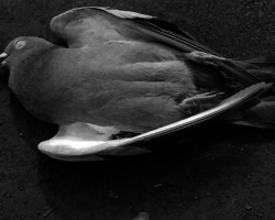 Τι σημαίνει να βλέπεις νεκρά πουλιά στο νεκροταφείο: σε τι, σημάδια. Γιατί να βρείτε ένα αποξηραμένο πουλί στο φράχτη;