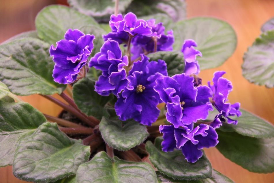 Semne populare despre violete pe pervaz