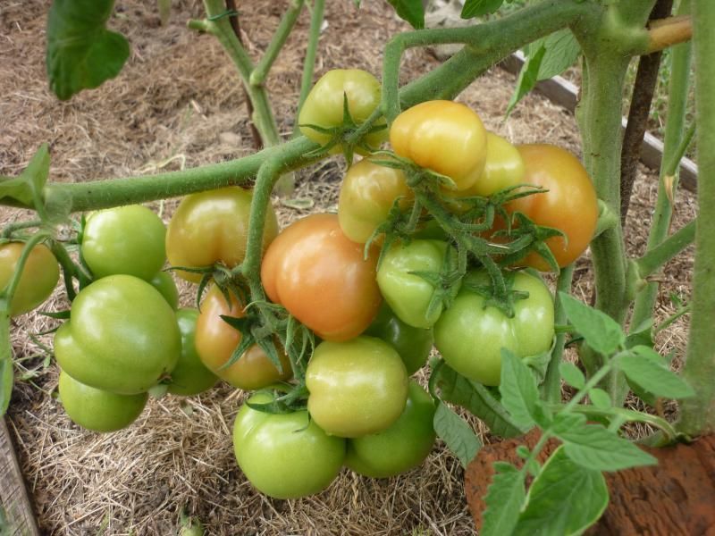 Los tomates maduran mal