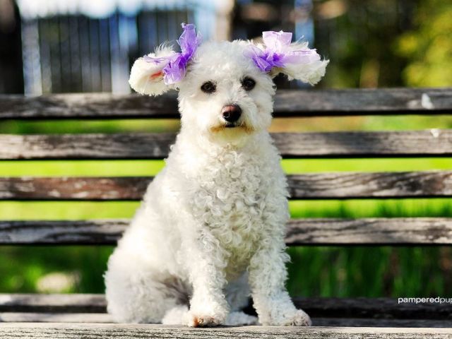 Anjing mana yang lebih baik untuk dibeli: seorang perempuan atau laki -laki? Pro dan kontra anjing perempuan dan laki -laki