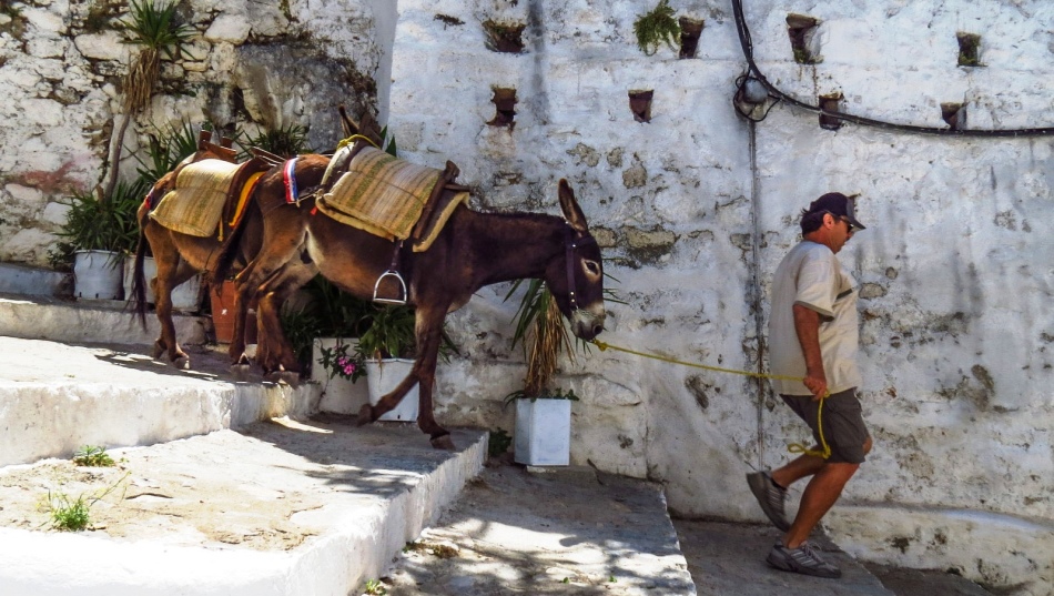 Szamár a Lindos utcán, O. Rodos, Görögország