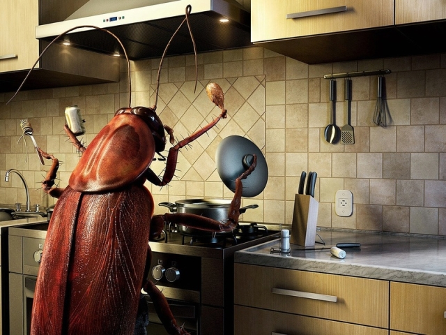 How to get rid of cockroaches in the apartment once and for all: drugs and folk remedies for cockroaches. How to buy poison, reputational devices, traps and effective means from cockroaches in the Aliexpress online store: price, catalog