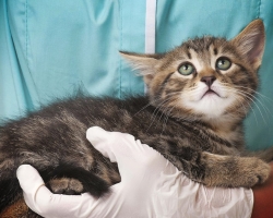 Vaccine Polivak για γάτες και σκύλους: Οδηγίες χρήσης, κριτικές