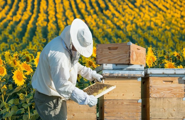 Пчеловод: мужская профессия