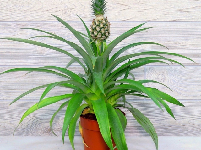 How to choose pineapple for planting and grow from seeds, tops, cuttings at home: tips for growing, leaving and combating pineapple diseases