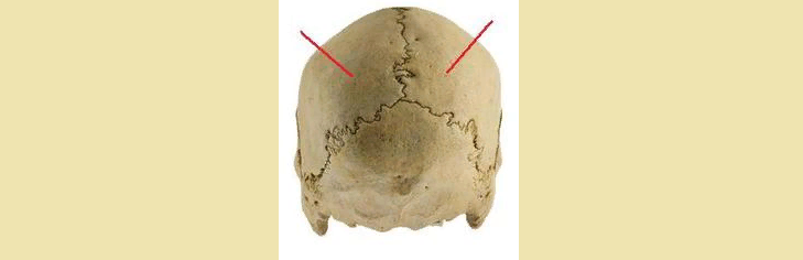 Мозговой череп