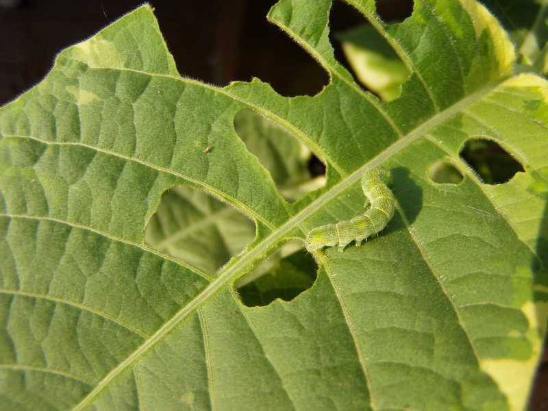 Дырочки на листьях перца. Гусеница поедает лист. Гусеница ест листья. Вредители едят листья. Гусеницы повреждения на листьях.