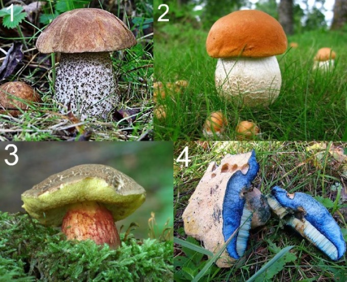 Съедобные грибы с необычным окрасом на срезе/надломе: 1- подберезовик, 2 — подосиновик, 3 — польский, 4 — синяк