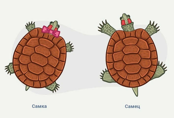 How to determine the floor of a red -eared turtle: how to distinguish a female from a male according to external data, behavior?