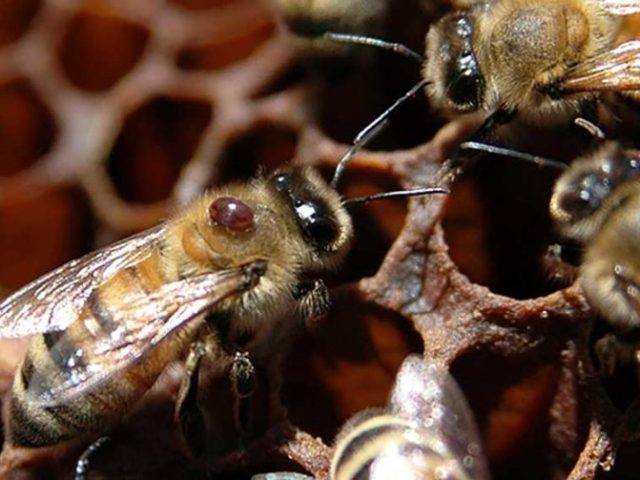 Les principales maladies des abeilles et des ravageurs: signes, méthodes de traitement modernes, prévention: description, vidéo. La teinture de l'abeille d'abeilles, métronidazole, bipin - d'après quelles maladies les abeilles? Maladies d'abeilles causées par les noms les plus simples: noms, traitement. Quelles maladies la taupe de cire endurent-elles en abeilles?