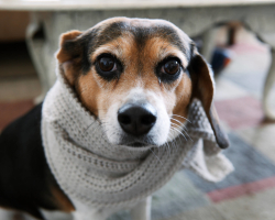 Hur man behandlar en rinnande näsa hos hundar hemma? En lista över droppar för att behandla en rinnande näsa hos hundar. Hur tvättar man näsan till en hund med en rinnande näsa?