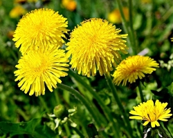 Why does a dandelion close at night, during the day, what is it connected with?