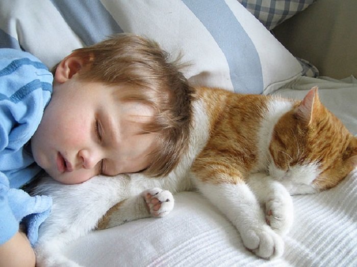 Γιατί οι γάτες και οι γάτες αγαπούν να κοιμούνται σε ένα άτομο, στο κεφάλι ενός ατόμου;