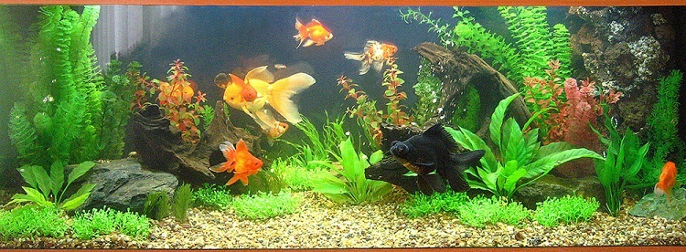1-5 аквариум juwel rio 400 с оформлением с искусственными растениями