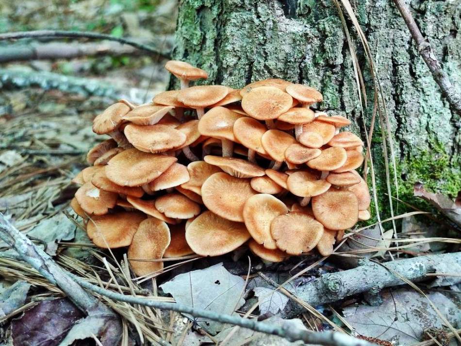 Variétés de champignons