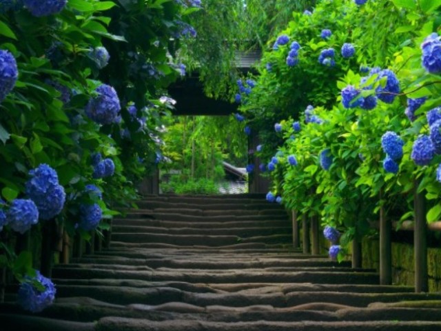 Синие цветы для сада: краткая характеристика, фото