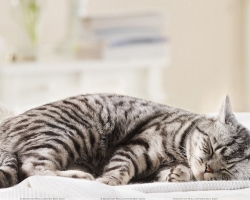 Zakaj mačke gredo spat z lastniki? Zakaj mačke spijo v nogah, na glavi osebe? Zakaj ne morete spati z mačko v isti postelji z odraslimi, otroki, nosečnicami? Kako odvzeti mačko, da spi na postelji?