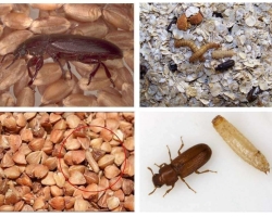 Bugs started in cereals, flour: what to do, how to get rid of?