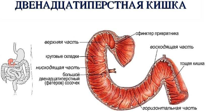 Схема анатомического строения желудочно-кишечного тракта человека: двенадцатиперстная кишка