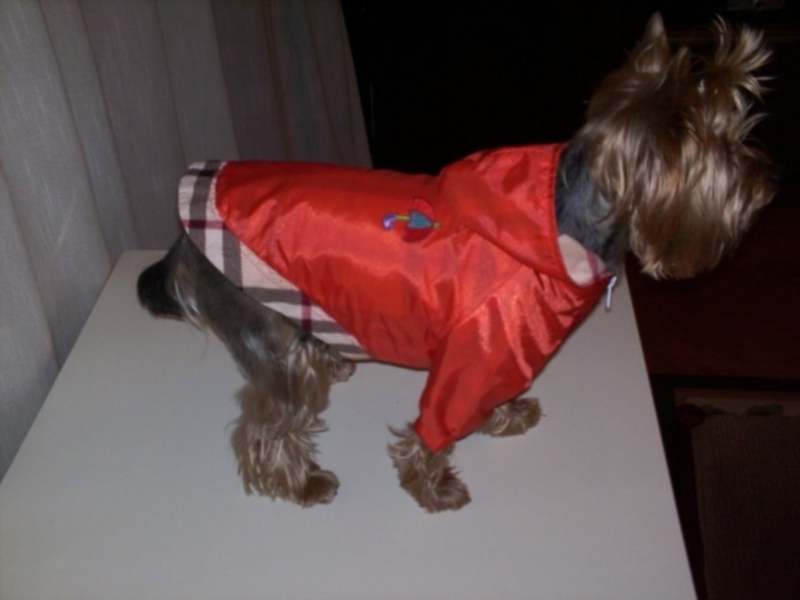 Pes z jakni iz otroškega dežnega plašča