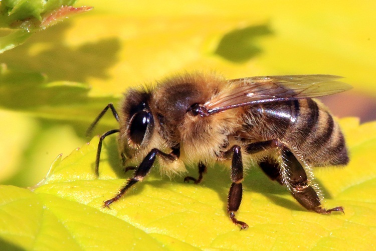 L'abeille parle d'une bonne sélection familiale d'un satellite