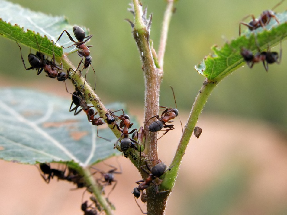 Κόκκινα και μαύρα μυρμήγκια κήπου στον κήπο: όφελος ή βλάβη