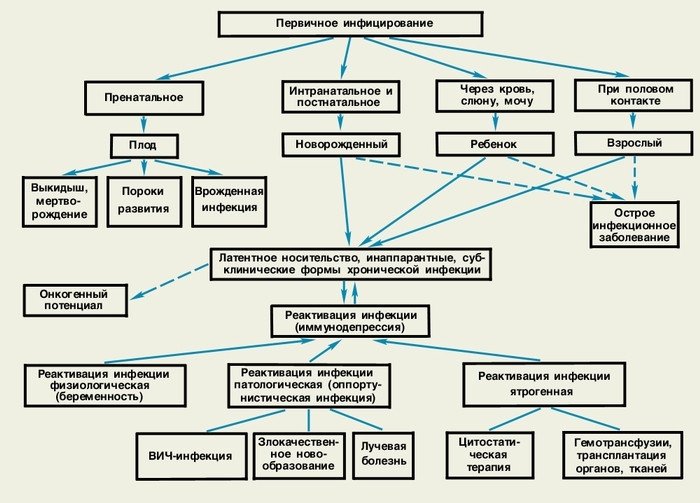 Façons de transférer le CMV et la forme de l'infection à CMV.