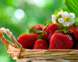 Trasplante y reproducción de fresas y fresas de la división de jardín de los arbustos y para el rejuvenecimiento en el verano, en el otoño después de la cosecha: términos, descripción de la tecnología, distancia entre arbustos y filas, esquema de aterrizaje. ¿Cómo compartir fresas, fresas durante un trasplante?