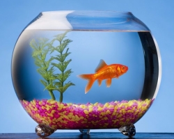 Comment s'occuper correctement des poissons ménagers dans l'aquarium: à quelle fréquence vous devez nourrir, équipement, nettoyer l'aquarium. Comment l'aquarium Fish Mate et se multiplient-ils?