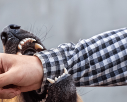 Hunden bete ägaren till blodet: Hur straffar man? Vad ska jag göra med hunden om hon bete ägaren?