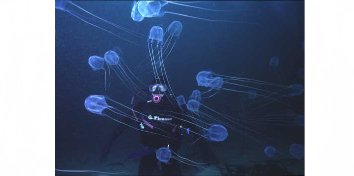 მედუზას ზღვის ვასპი