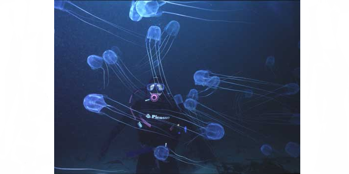 Medusa Sea Wasp