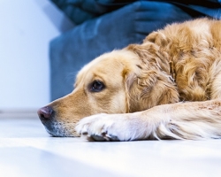 Comment se débarrasser de l'odeur de l'urine de chien dans la maison: remèdes maison pour se débarrasser de l'urine fraîche et ancienne - à quoi moyen de prêter attention dans le magasin?