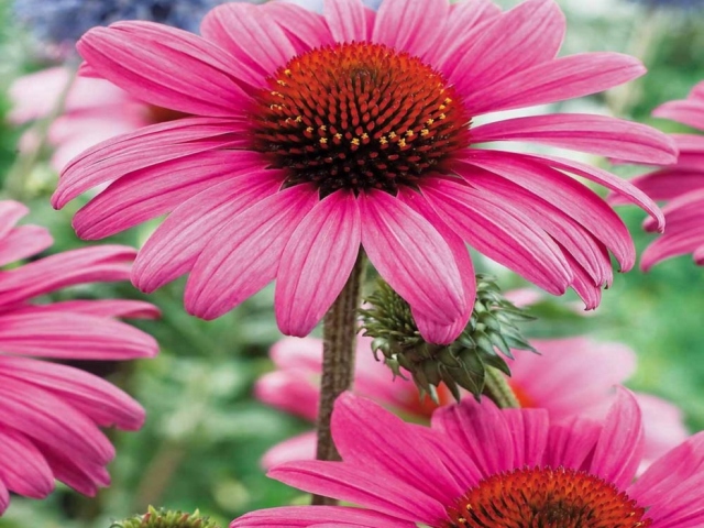 Echinacea is purple, yellow: therapeutic properties for men and women, contraindications, photos