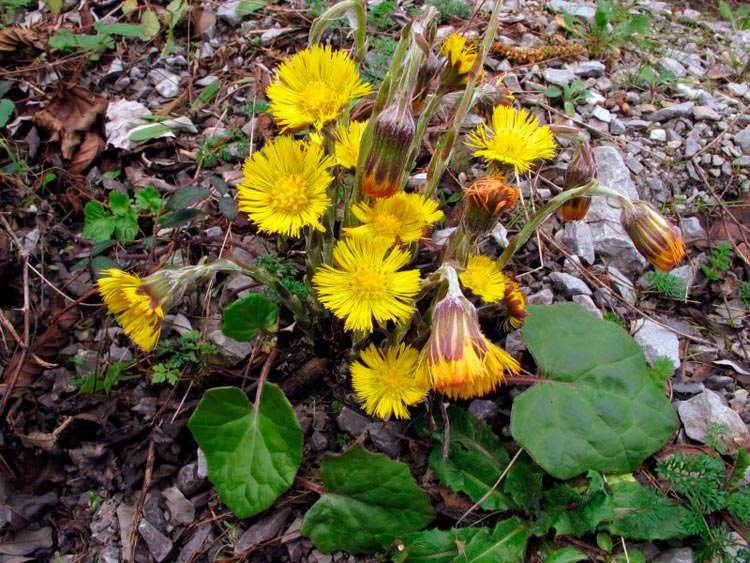 Coltsfoot