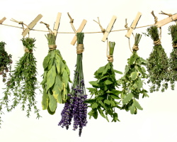 The most useful herbs for the liver. How to clean the liver with herbs?