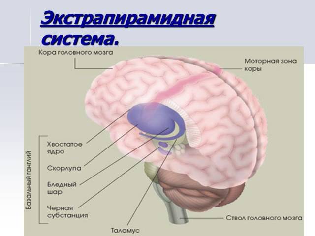 Anatomija - ekstrapiramidalni motorični sistem možganov: struktura in funkcije