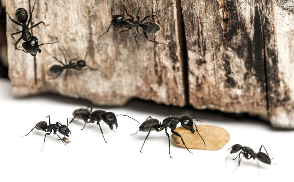 Αγωνισμός ενάντια στα μυρμήγκια με τη βοήθεια του Bura