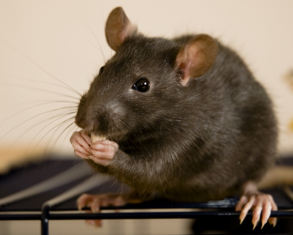 Egerek egy lakásban egy álomban - a valóságban a betegek szimbóluma.