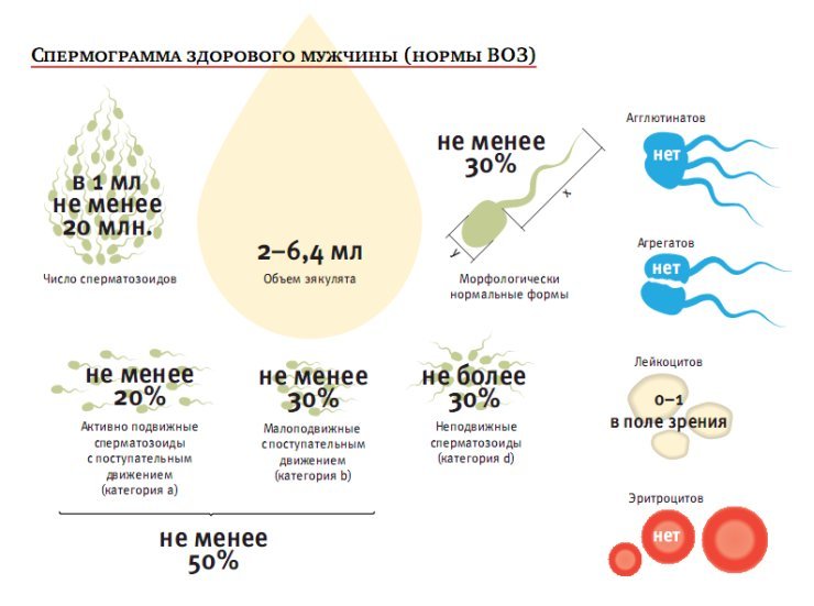 Норма для сперматозоидов