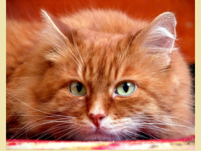 Piros macska vagy macska: népi jelek és hiedelmek. Mit kell tenni a talált vörös hajú macskával: hagyja vagy sem?