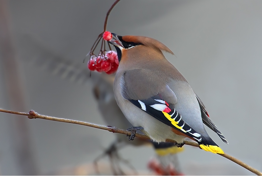 Loves berries